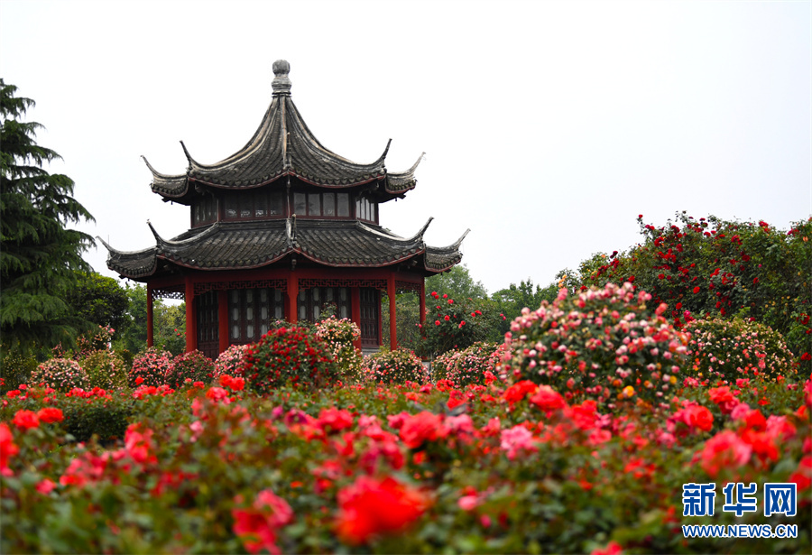 月季花開 飄香南陽