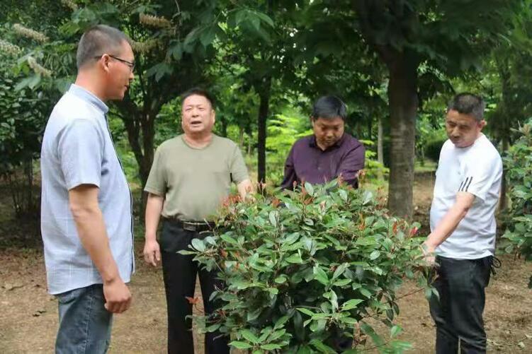 南陽市南召縣山頭村：黨建引領鄉村振興跑出“加速度”