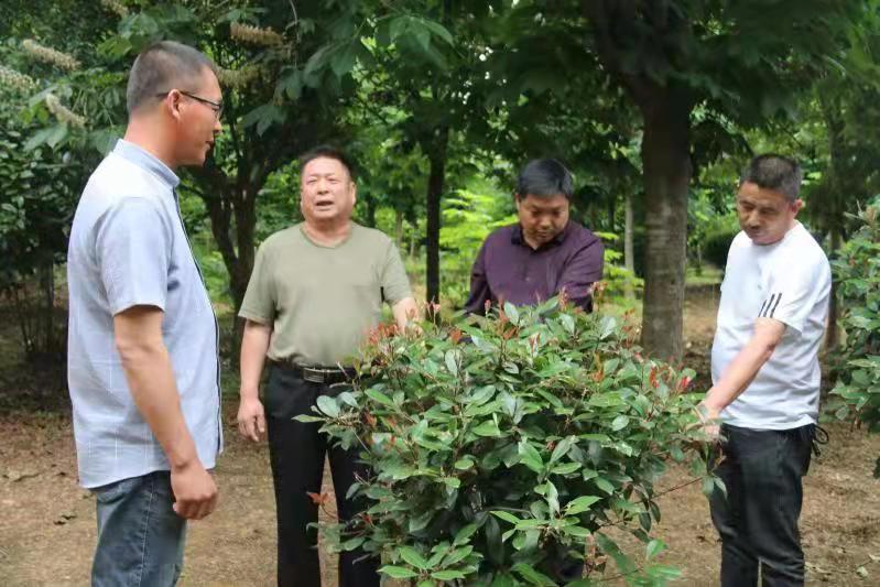 南陽市南召縣山頭村：黨建引領鄉村振興跑出“加速度”