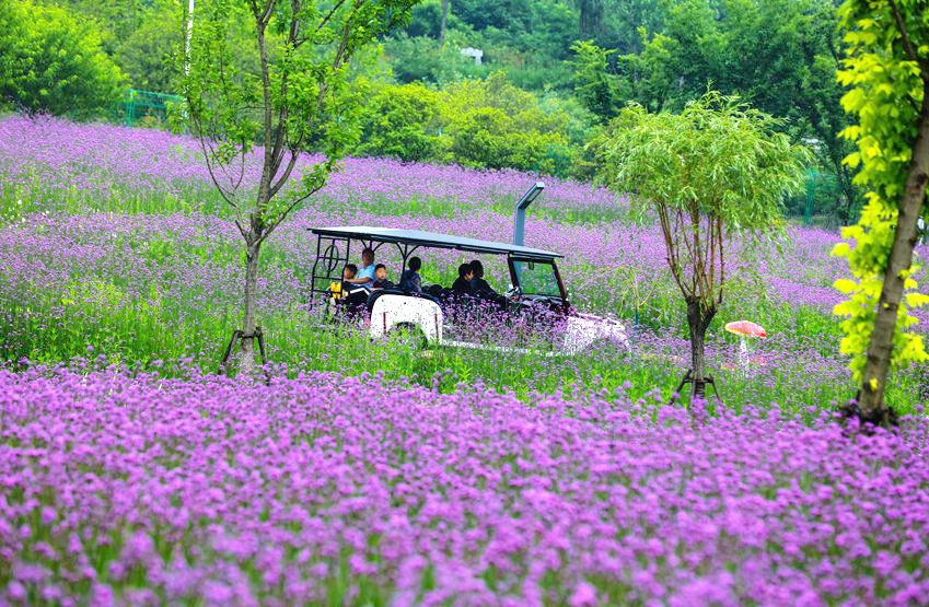 信陽光山：馬鞭草花盛開引客來