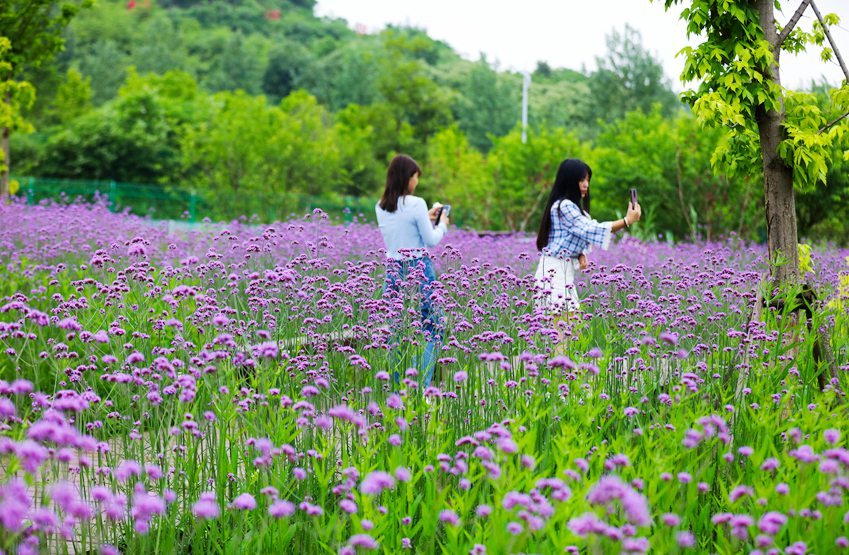 信陽光山：馬鞭草花盛開引客來