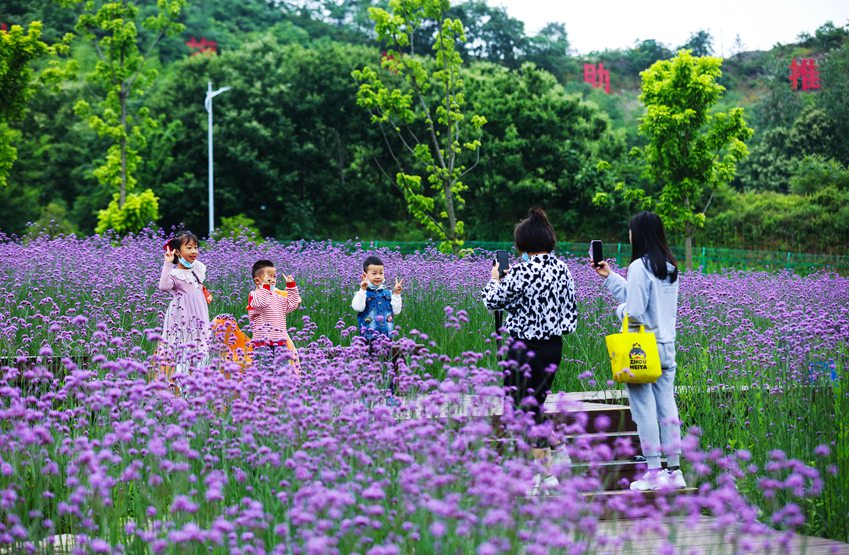 信陽光山：馬鞭草花盛開引客來