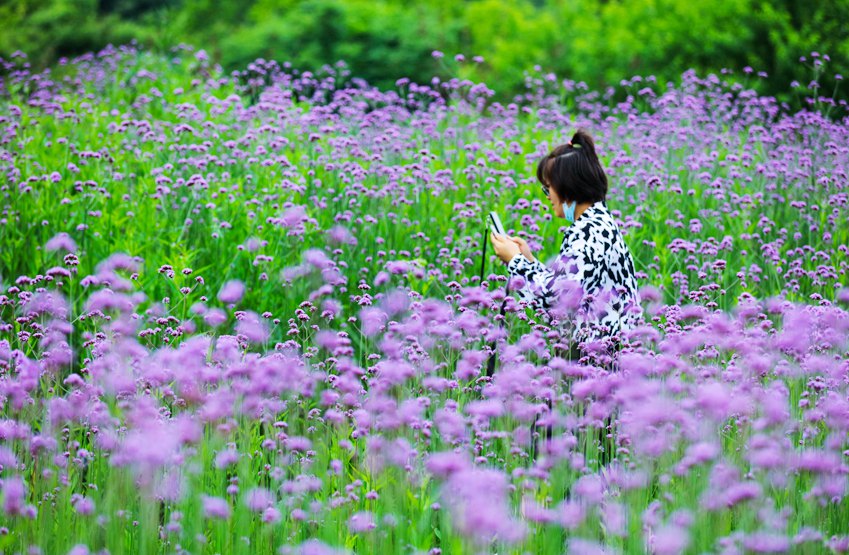 信陽光山：馬鞭草花盛開引客來