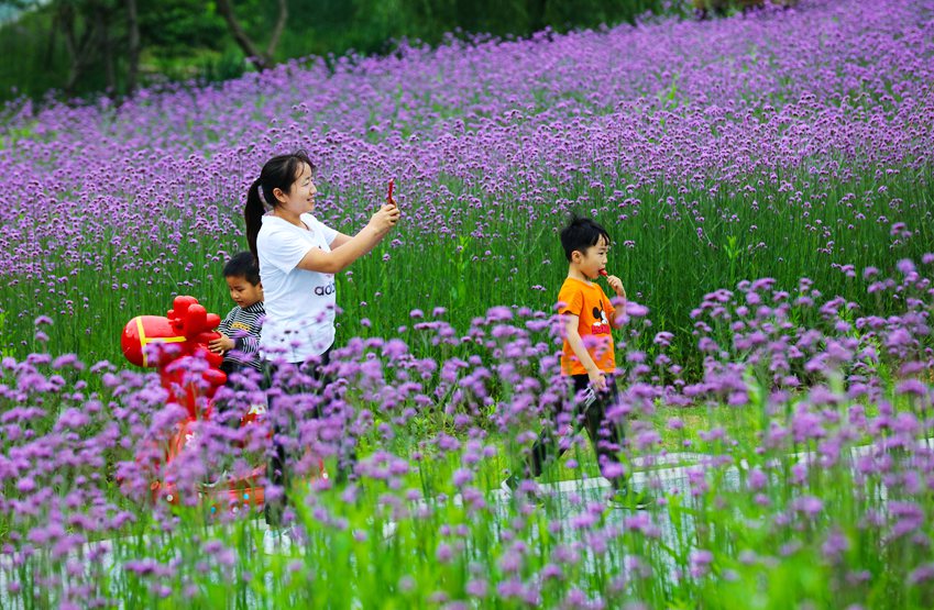 信陽光山：馬鞭草花盛開引客來