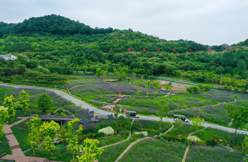 信陽光山：馬鞭草花盛開引客來