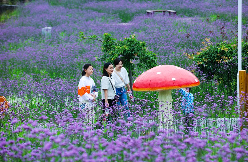 信陽光山：馬鞭草花盛開引客來