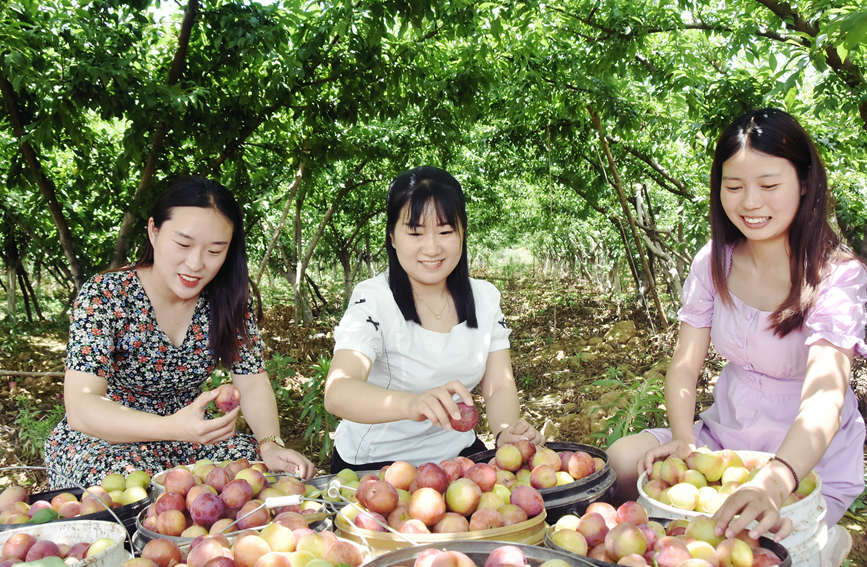 南陽淅川：丹水清兮杏李紅