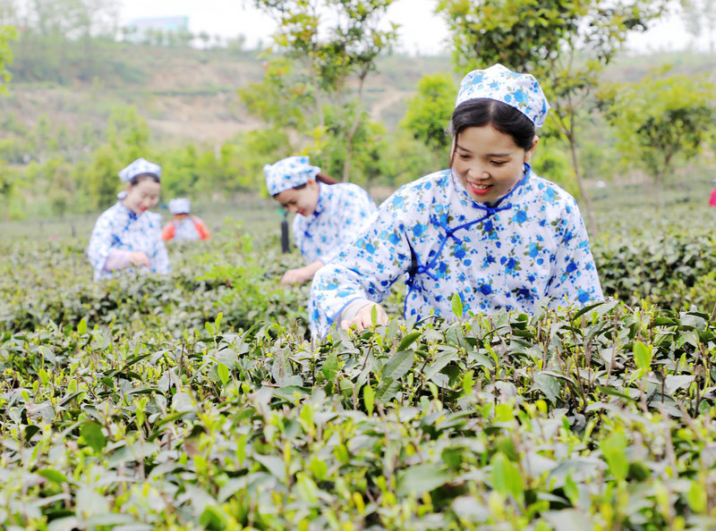 OK 有修改【河南供稿】南陽市內鄉縣：“雲上”茶園致富忙