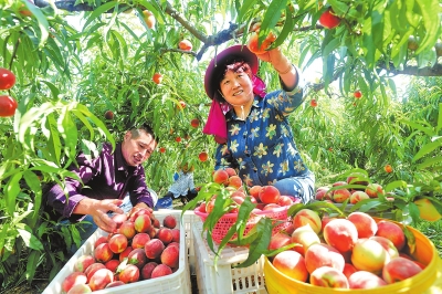 【中原優品-文字列表】光山縣斛山鄉鮮桃種植助民增收