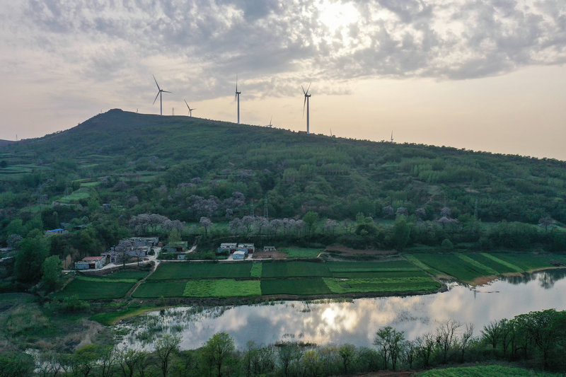 OK【河南供稿】平頂山市寶豐縣：桐樹花開 扮靚鄉村