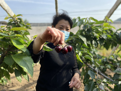 OK【河南供稿】靈寶市尹莊鎮：“小櫻桃”激活鄉村振興“大産業”