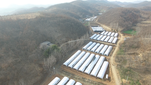 OK【河南供稿】平頂山市魯山縣瓦屋鎮：打造香菇小鎮 助推鄉村振興