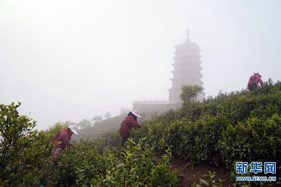 【焦點圖-大圖】【移動端-輪播圖】信陽：毛尖春茶採摘進入尾聲