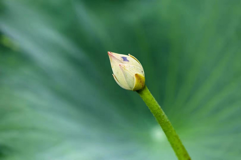 如詩如畫！平頂山市魯山縣：“接天蓮葉無窮碧”