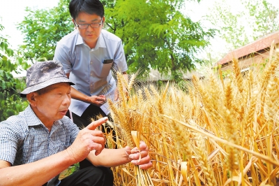 【圖説1】河南廣大農民搶時收割 確保顆粒歸倉