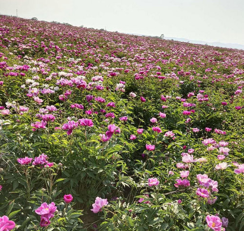 OK【河南供稿】平頂山市郟縣冢頭鎮：百畝芍藥綻放“致富”花