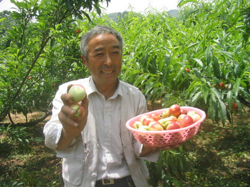 【河南供稿】南陽市內鄉縣小油桃做成大産業