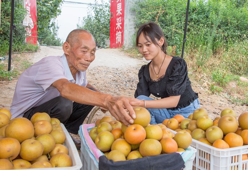 平頂山市魯山縣五里嶺酥梨喜獲豐收