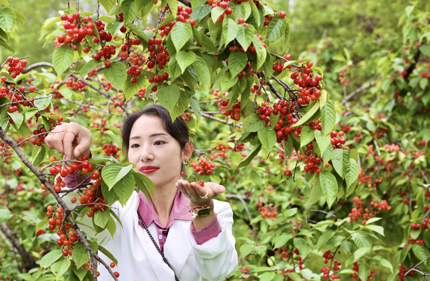 洛陽西工區高品質推進文旅融合示範區建設