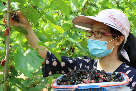 【ok】【河南供稿】打造鄉村農旅産業 平頂山郟縣安良鎮生態採摘助農增收