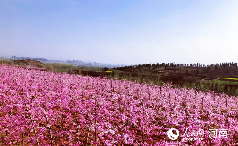 【焦點圖-大圖】【移動端-輪播圖】平頂山市郟縣：厚植生態底色 繪就綠色畫卷