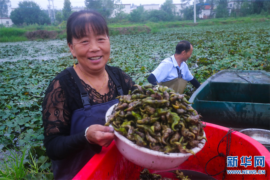 信陽光山：菱角飄香收穫忙