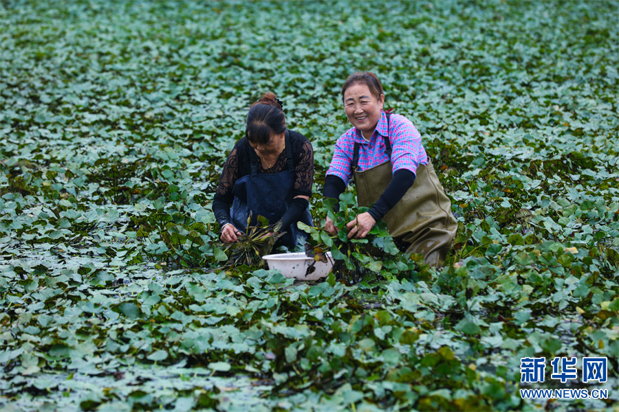 信陽光山：菱角飄香收穫忙