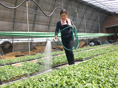 OK【河南供稿】平頂山市魯山縣瀼河鄉：貧困戶家門口掙錢樂開花