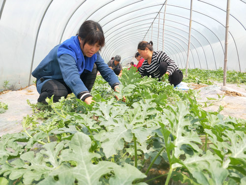 OK【河南供稿】平頂山市魯山縣瀼河鄉：貧困戶家門口掙錢樂開花