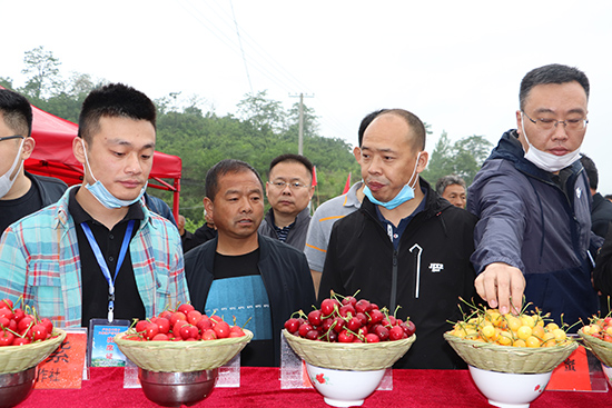 OK【河南供稿】三門峽市盧氏縣文峪鄉大櫻桃産銷對接會簽署合作意向書16份