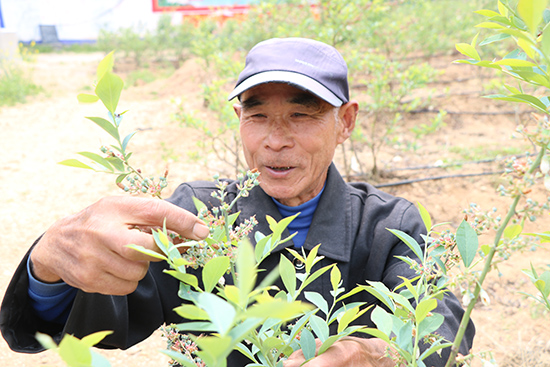 OK【河南供稿】平頂山市魯山縣庫區鄉：藍莓産業助脫貧