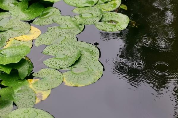 新一輪降水又來了！9月4日鄭州有大到暴雨