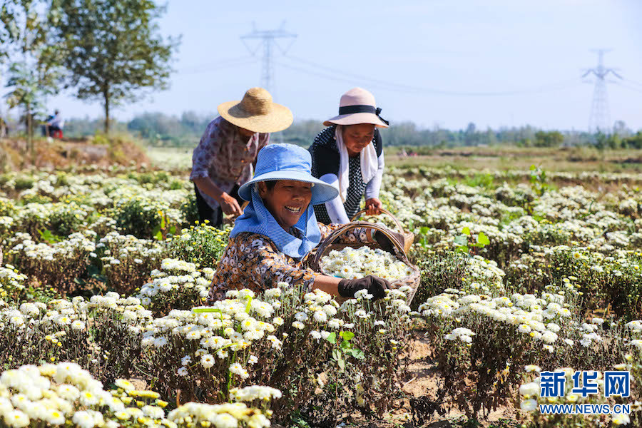 信陽光山：菊花喜獲豐收