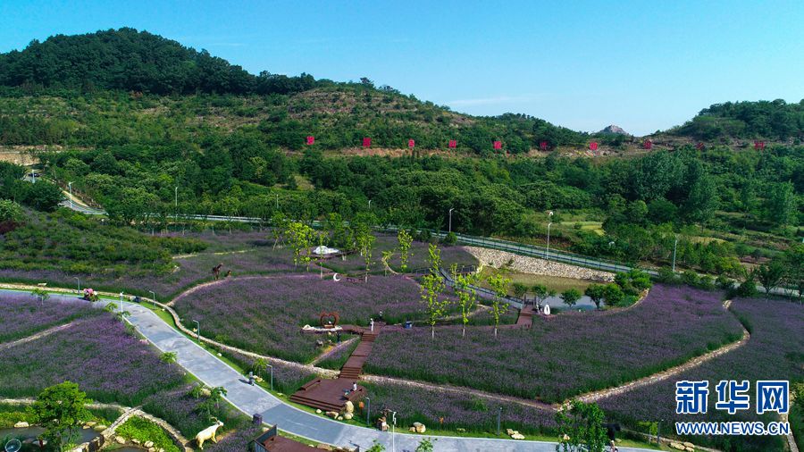 【城市遠洋】【焦點圖-大圖】【移動端-輪播圖】信陽市光山縣: 馬鞭草花盛開醉遊人