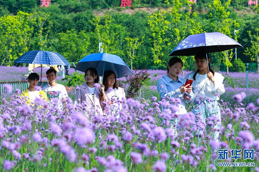 【城市遠洋】【焦點圖-大圖】【移動端-輪播圖】信陽市光山縣: 馬鞭草花盛開醉遊人