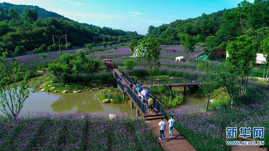 【城市遠洋】【焦點圖-大圖】【移動端-輪播圖】信陽市光山縣: 馬鞭草花盛開醉遊人