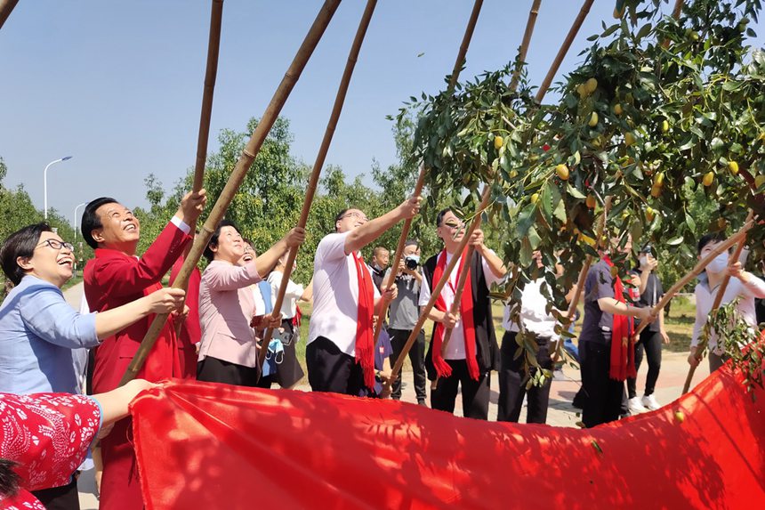 新鄭大棗紅了 2021年中華棗鄉風情遊啟幕