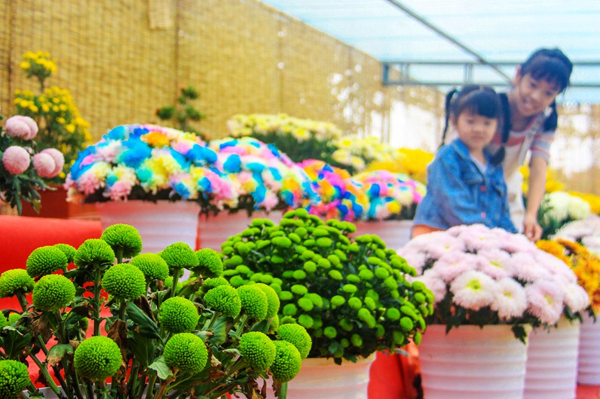 河南南陽：金秋賞菊 樂享假日