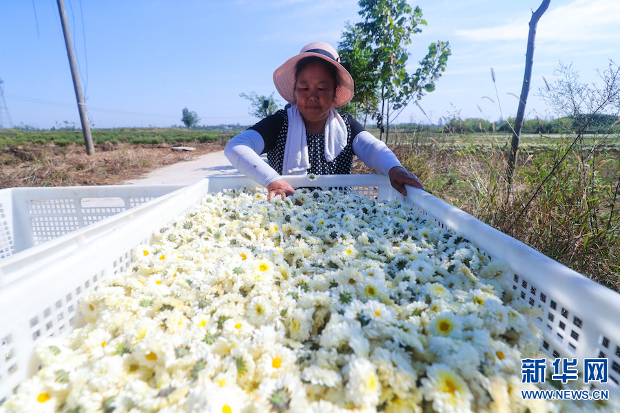 信陽光山：菊花喜獲豐收