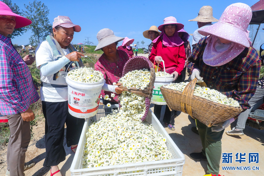 信陽光山：菊花喜獲豐收