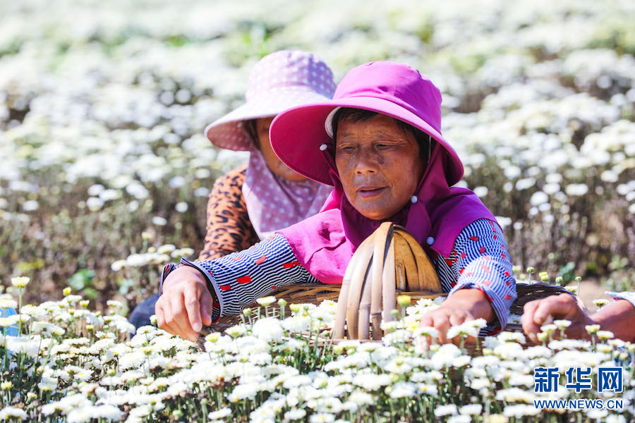 信陽光山：菊花喜獲豐收