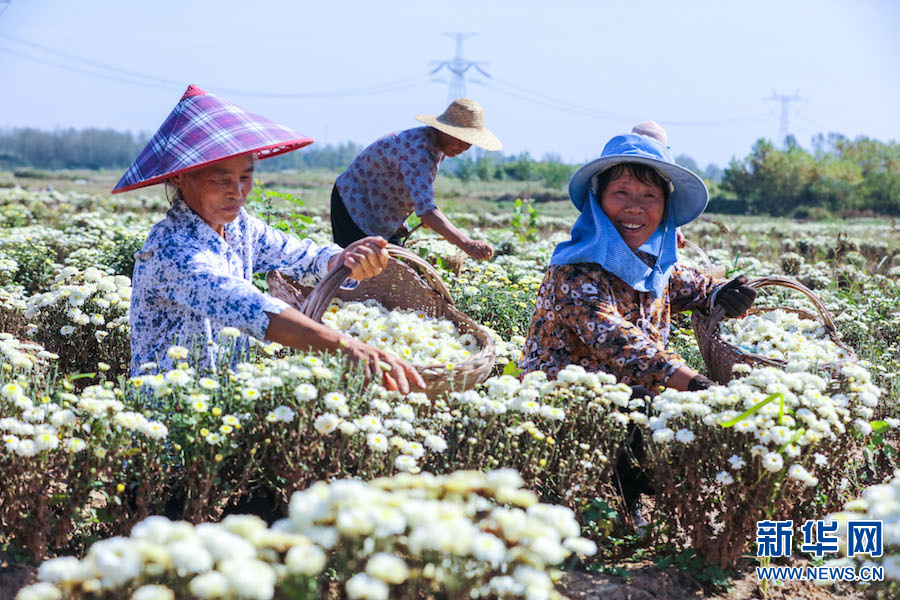 信陽光山：菊花喜獲豐收