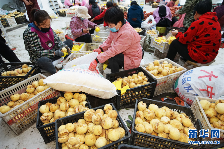 河南許昌：特色鮮桃喜豐收