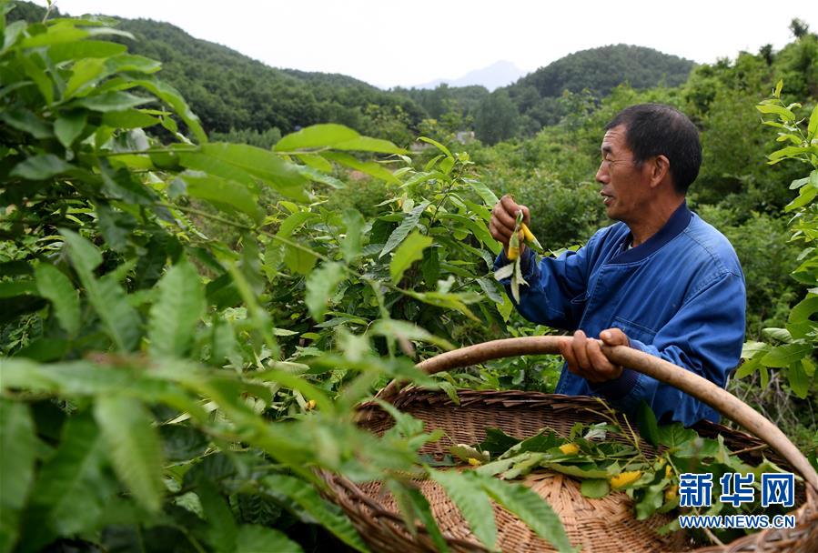 【焦點圖】河南魯山：小小蠶寶寶 致富新門道