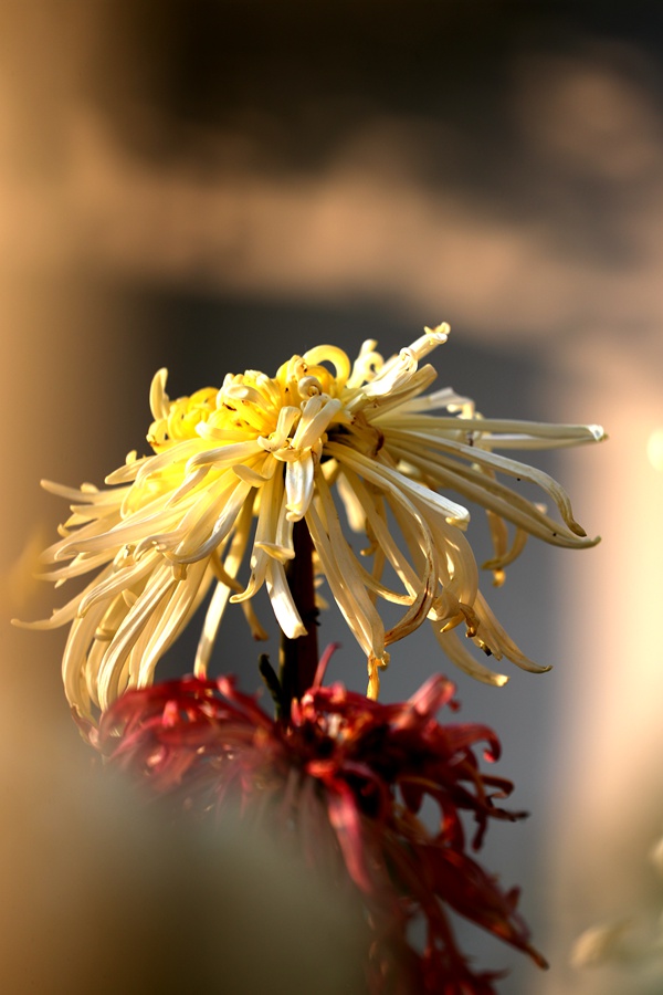 河南開封：萬千花海 陣陣菊香