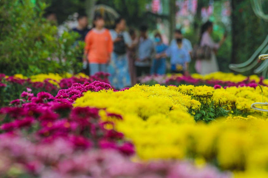 河南南陽：金秋賞菊 樂享假日