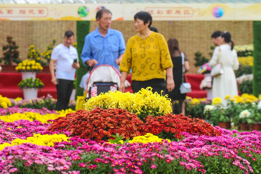 河南南陽：金秋賞菊 樂享假日