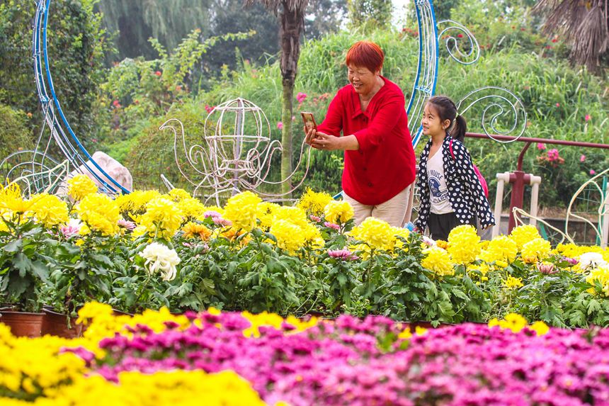 河南南陽：金秋賞菊 樂享假日