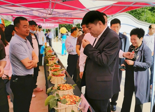 OK【河南在線】河南省義馬市東區街道辦：大櫻桃鋪就群眾致富路