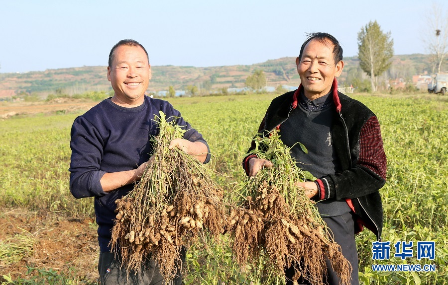 洛陽汝陽：七彩富硒花生托起農民致富夢